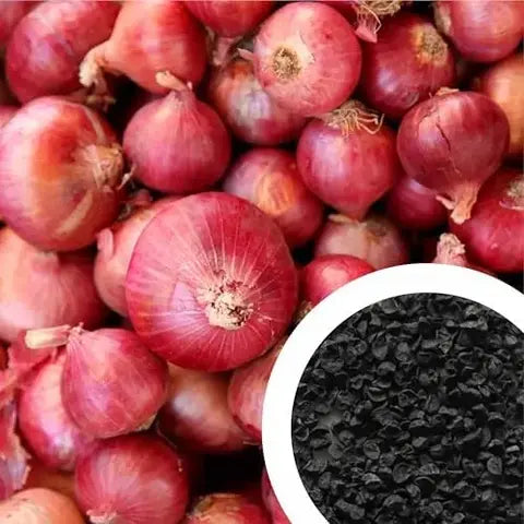 XL Onion (PYAZ) Organic Hybrid Seeds